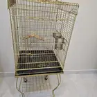 اكل كاسكو امزوني وقفصين