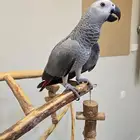 فرخ كاسكو انتاج محلي