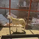 رخل بلدي فاخره