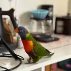 انثى لوري للبيع