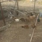 20 حبه دجاج من 20 ريال الاطاوله