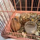 هامستر العدد6 للبيع