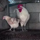 دجاج بيض اخضر توب- الباحة