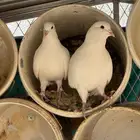 حمام فرنسي سوبر جامبو