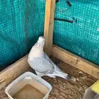 جوز شامي اللبيع