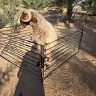 للبيع فحل نعيم معرف.