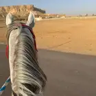 يتوفر خيل ركوب حر