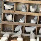 حمام فرنسي لاحم