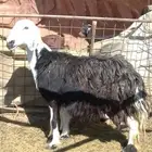 نعجه والد نجديه. اتواصل