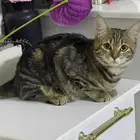 صامطة الضاحية