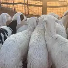 هرافا حريات