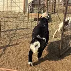 السلام عليكم طلي نجدي جذع وحري هرفي