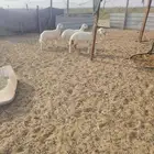 خروف1 رخل 2 4شههر