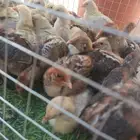 صوص فيومي شبابي والالمنيوم