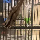 شوقر قلايد أليف وهدد