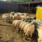 خرفان تربية وذبح بلدي