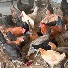 دجاج بلدي بياض