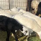 ذبائح طليان مع الذبح والتوصيل