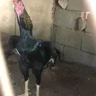 زوج شامو مستويات طيبة