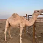 ضريبه للبيع