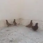 جوز بهلوان بفروخة