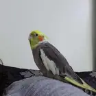 كروان مفقود بالربوة الحرة الشرقيه