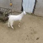 تم البيع تيس