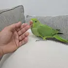 فرخ دره عمر شهرين