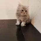 قطط كتن شيرازي بييور للبيع