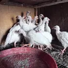 فروخ حبشي ابيض