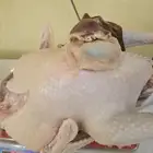 ديك رومي ذبح طازج