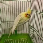 انثى كروان لاتينو عيون حمر