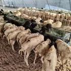 للبيع جمله وتفريد برابر وتيوس اوزان طيبه