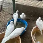 حمام ياكريم