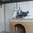 جوز قطايف معاريف نوادر