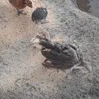 مزارع محلة ضمد