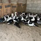 بط بلدي للبيع