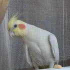 كروان مفقود