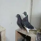 قطايف جوز معاريف نوادر ( تم البيع )