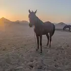 مهر شعبي عمر سنتين غير معسوف