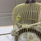 عصفور كروان للبيع