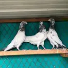 حمام باكستاني