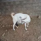 نعرض لكم ماعز 3 تحنه 6