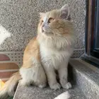 الأحساء قط للتبني