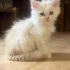 قط شيرازي للتبني كيتن