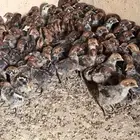 صيصان فيومي عمر 16 يوم