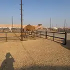 للبيع خفوت شرط