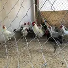 ديوك للبيع ذبح او للتربية الاحساء