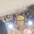 للبيع صوص دجاج