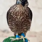 شاهين من شاهين